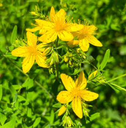 fleurs de millepertuis jaunes