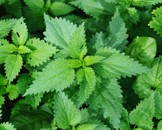 L'ortie : un trésor caché pour votre jardin
