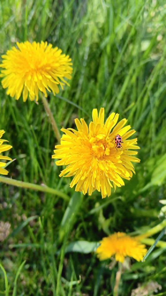 Un bouquet de pissenlit en fleurs avec une cocinelle rouge et noir posé sur ses pétales, entouré d’herbe verte.