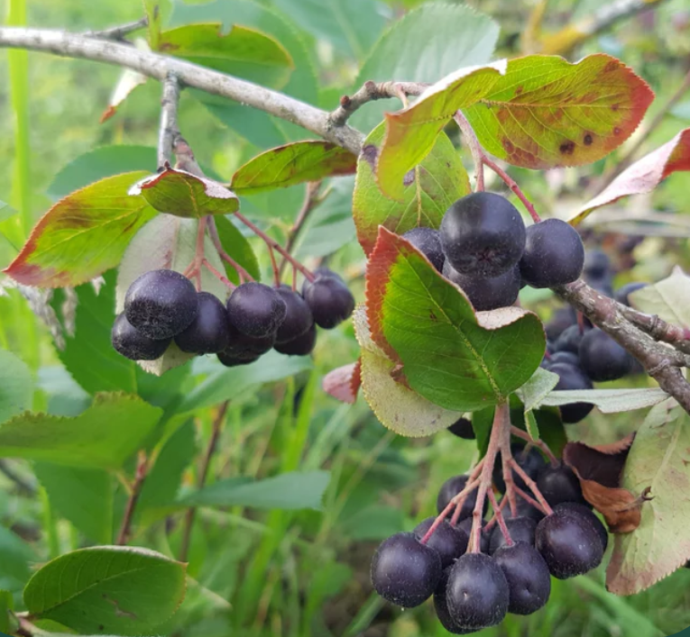 Grappes de baies d'aronie noires accrochées à des branches avec des feuilles vertes et légèrement rouges.