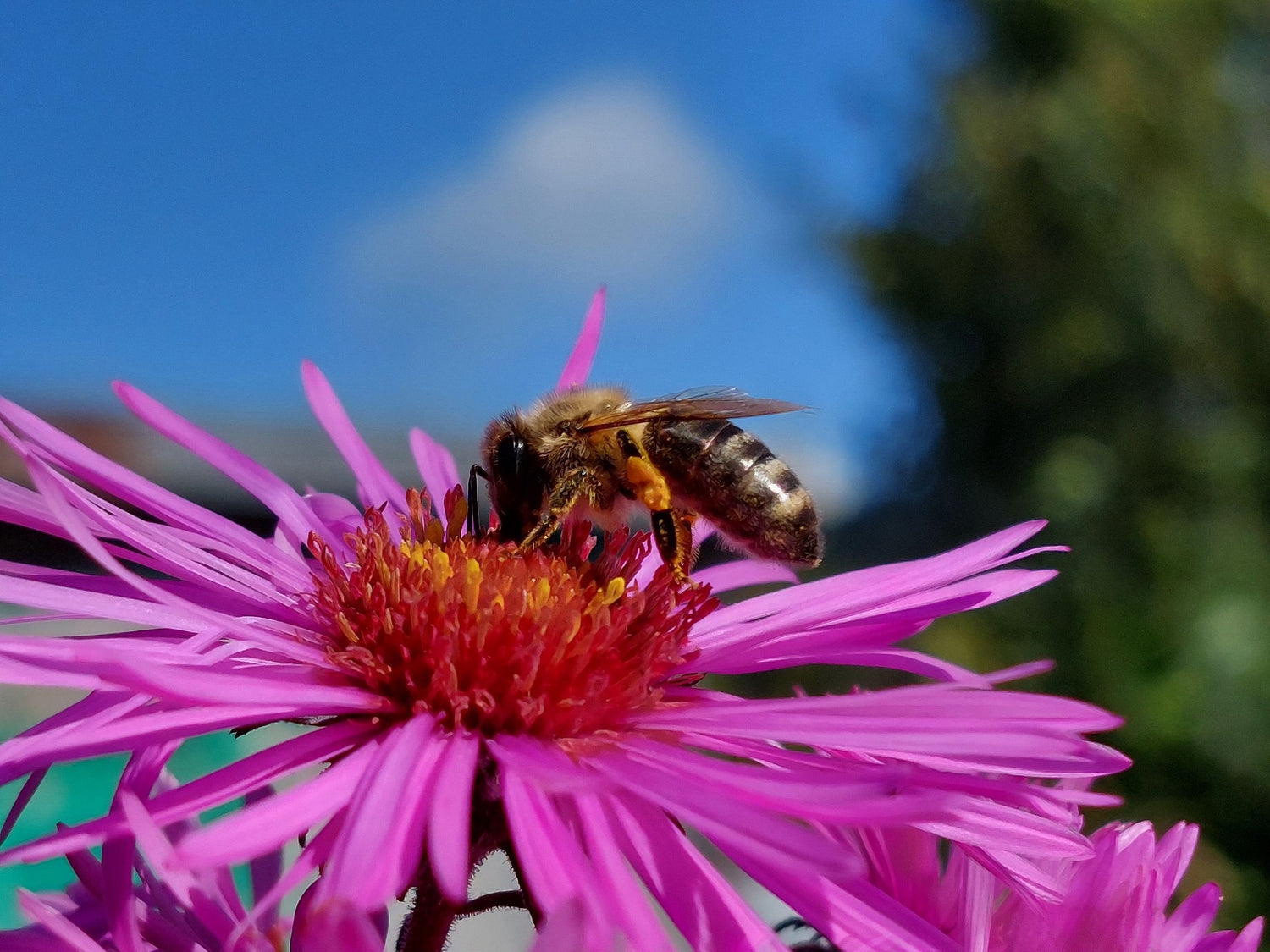 Cette image représente une abeille qui est en train de butiner une fleur d'échinacée rose vif, avec ses pattes et son corps recouverts de pollen.