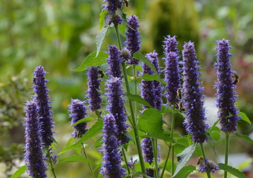 fleurs d'agastache