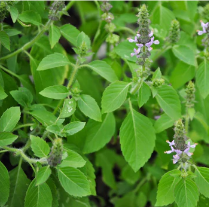plant de basilic sacré en fleurs