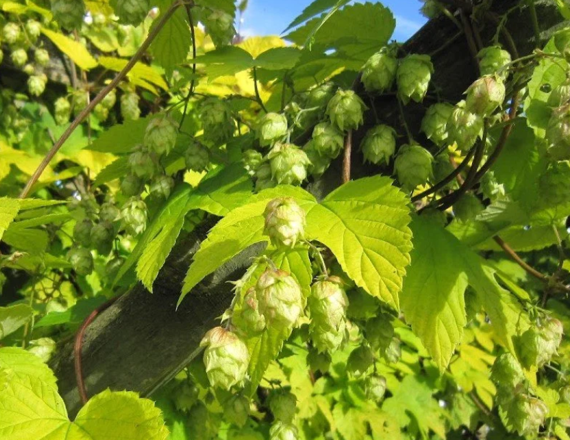 cônes et feuilles de houblon doré