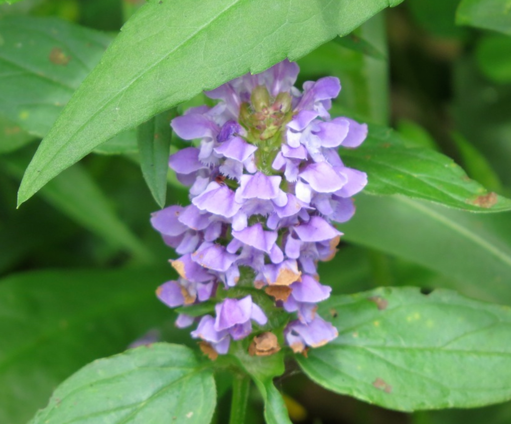 L'image montre une fleur de prunelle (Prunella vulgaris) en gros plan, avec ses petites fleurs violettes en épis denses entourées de feuilles vertes.