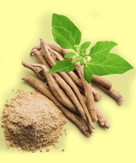 Teinture mère Ashwagandha - Jardi Mel