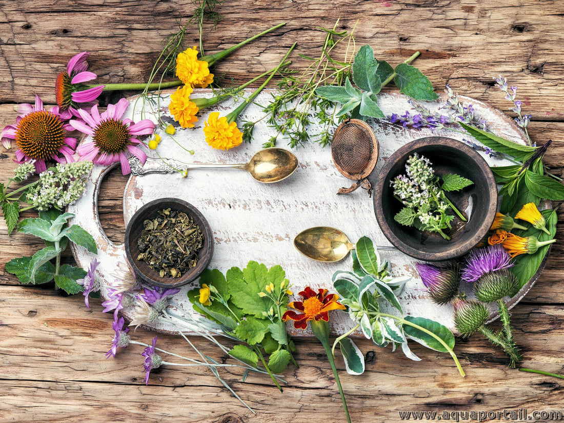 C’est quoi l’herboristerie ? - Jardi Mel