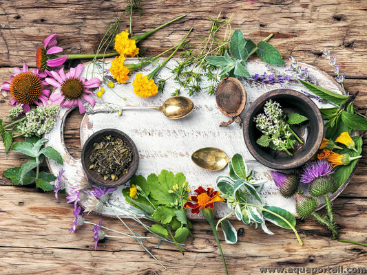 C’est quoi l’herboristerie ? - Jardi Mel