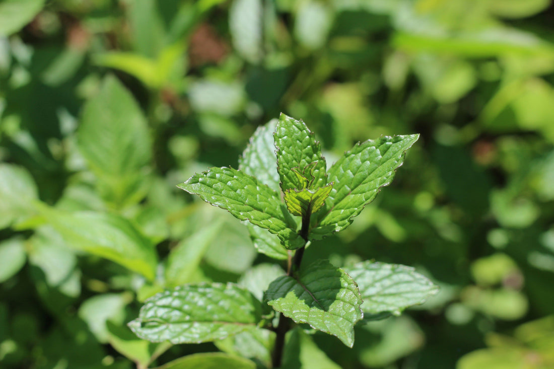 Les bienfaits médicinaux de la menthe poivrée : une plante miraculeuse - Jardi Mel
