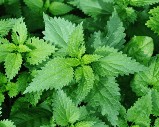 L'ortie : un trésor caché pour votre jardin - Jardi Mel