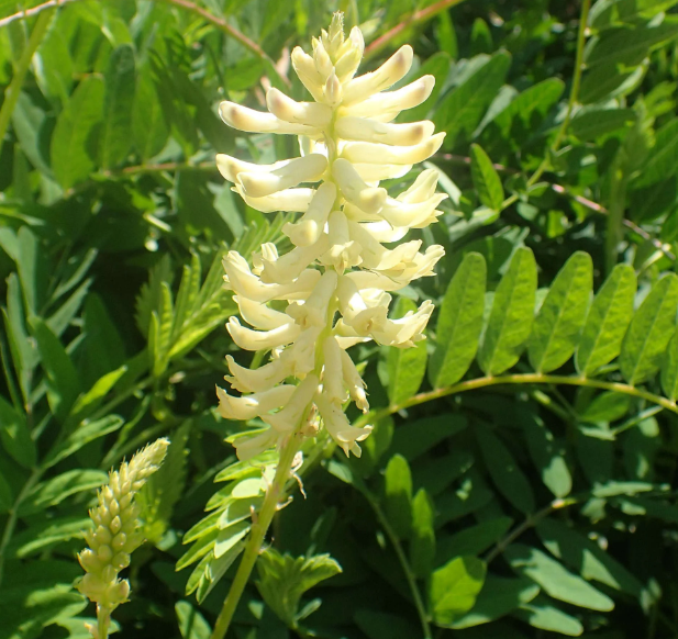 Image d'un gros plan d'une fleur d'astragale et des feuilles vertes. La fleur est composée de plusieurs petits pétales disposés en grappe verticale. Les feuilles sont allongées et présentent une structure pennée, avec plusieurs folioles de chaque côté de la tige.