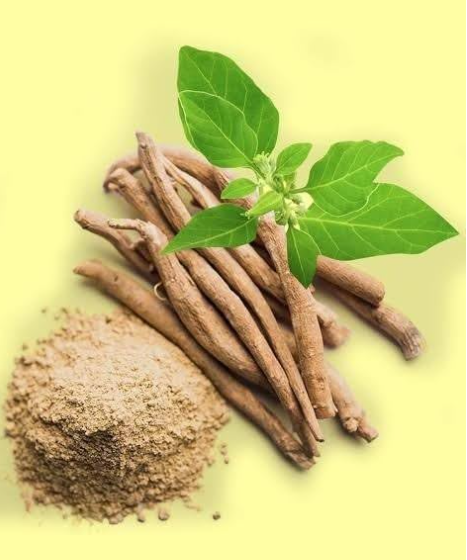 Racines et feuilles d'ashwagandha accompagnées de poudre de plante utilisée pour ses bienfaits adaptogènes en médecine ayurvédique.