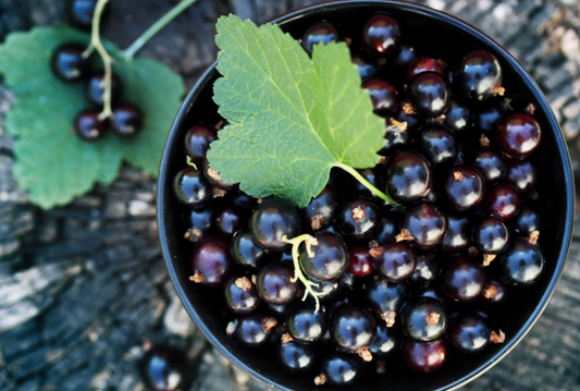 Plat de fruits de cassis avec feuilles
