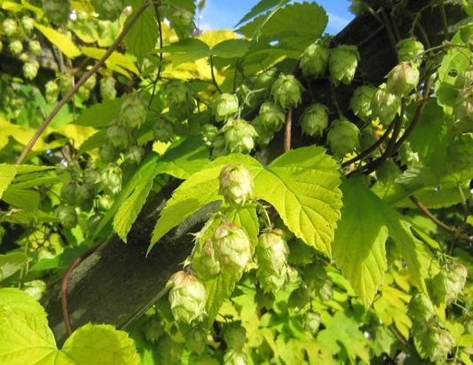 cônes et feuilles de houblon doré
