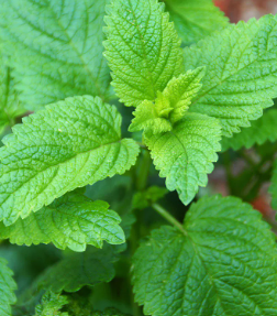 plant de mélisse