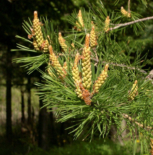 Branches de pin sylvestre (Pinus sylvestris) avec des cônes mâles en développement, entourées de longues aiguilles vertes.