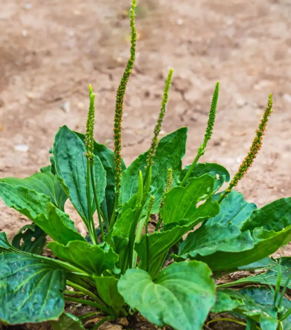 Plante de plantain avec ses larges feuilles et ses épis floraux dressés, utilisée en phytothérapie pour ses propriétés médicinales contre les inflammations et infections.