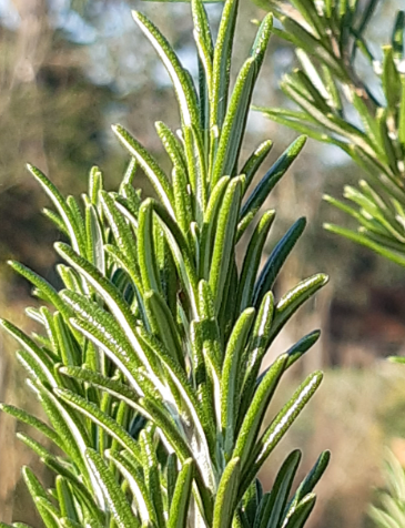 Teinture mère Romarin (Rosmarinus officinalis)