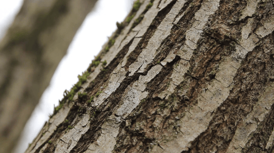 Teinture mère Écorce de saule - Jardi Mel