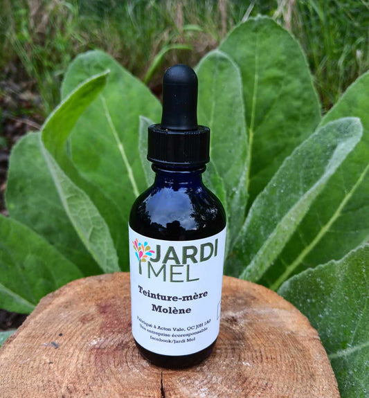 Teinture mère Molène - Jardi Mel