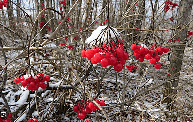 Teinture mère Pimbina - Jardi Mel