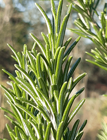 Teinture mère Romarin - Jardi Mel