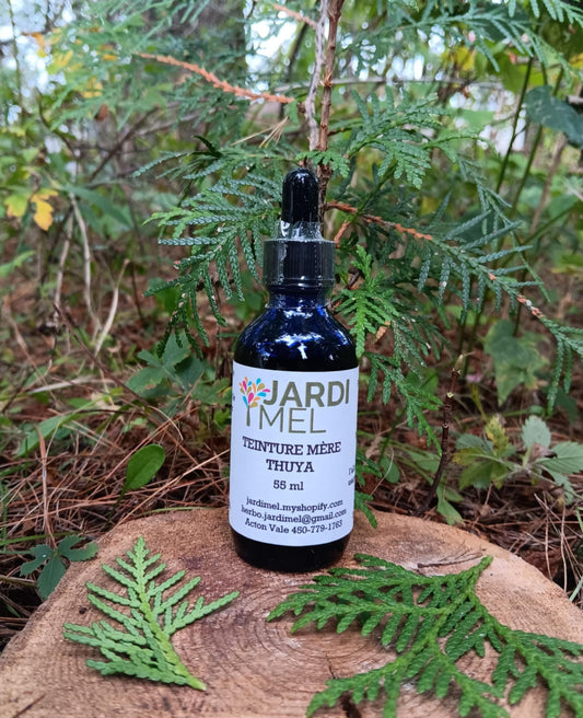 Teinture mère Thuya - Jardi Mel