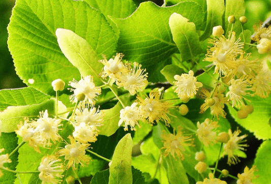 Teinture mère Tilleul - Jardi Mel