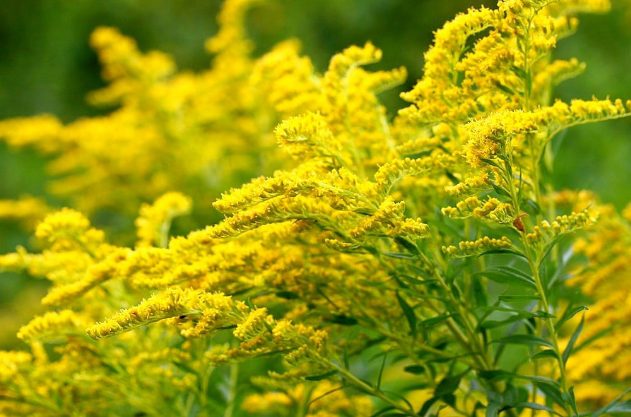 L'image montre de la verge d'or en fleurs